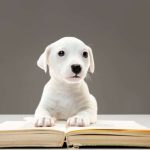 ¿Es legal la venta de perros en España? Aspectos clave y regulación actual