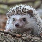 La legalidad de tener un erizo en España ¿Es posible tener esta mascota?