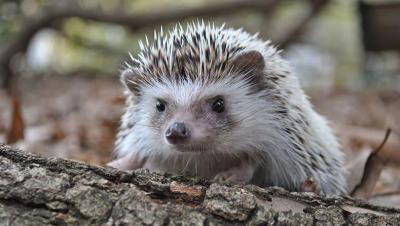 La legalidad de tener un erizo en España ¿Es posible tener esta mascota?- 2026