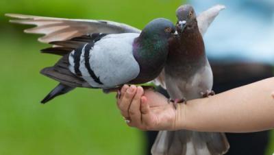 Palomas en casa: ¿Es legal tenerlas como mascotas en México?- 2026
